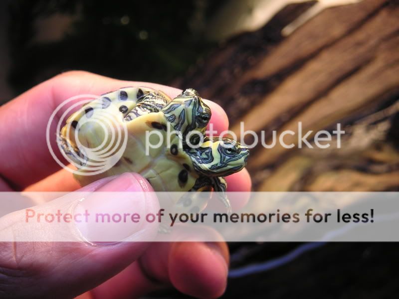 Turtle006.jpg