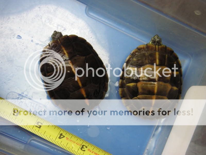 Turtle007.jpg