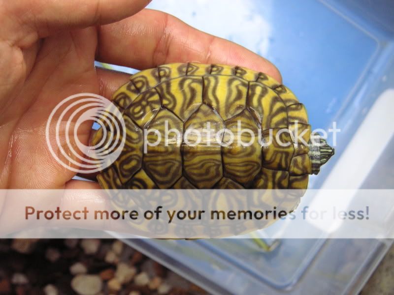 Turtle011.jpg