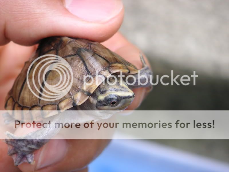 Turtle019.jpg