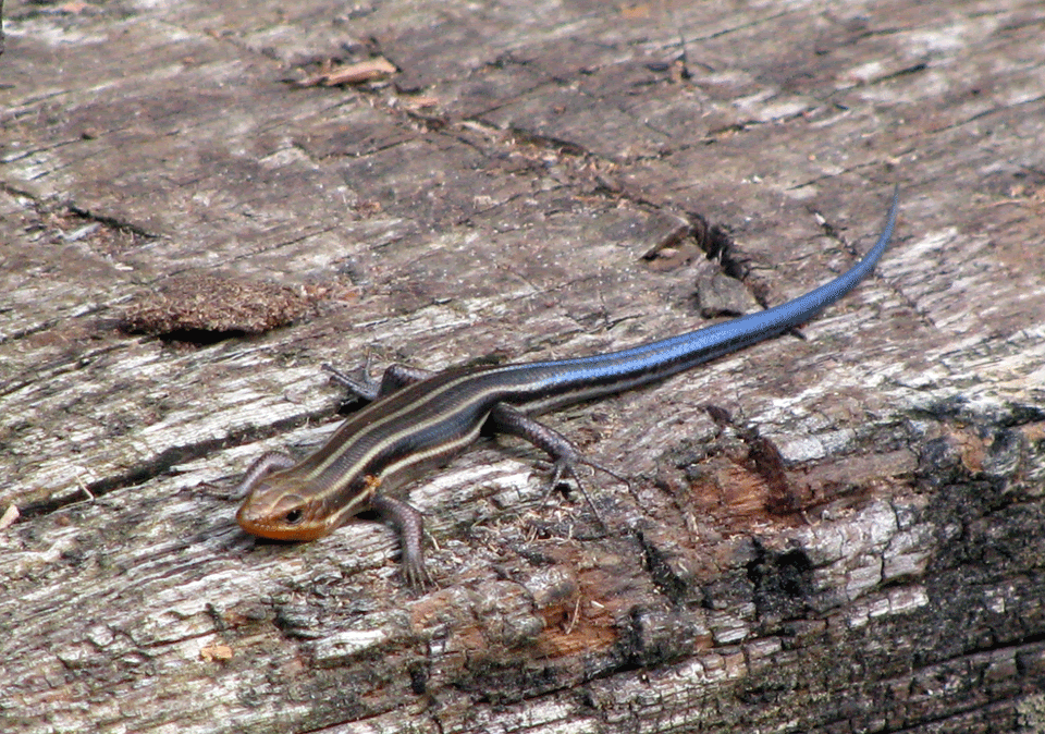 Juvie-5-Lined-Skink.gif
