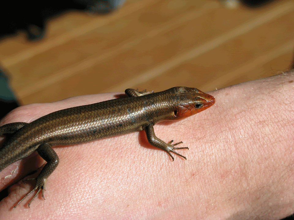 Male-5-Lined-Skink1.gif
