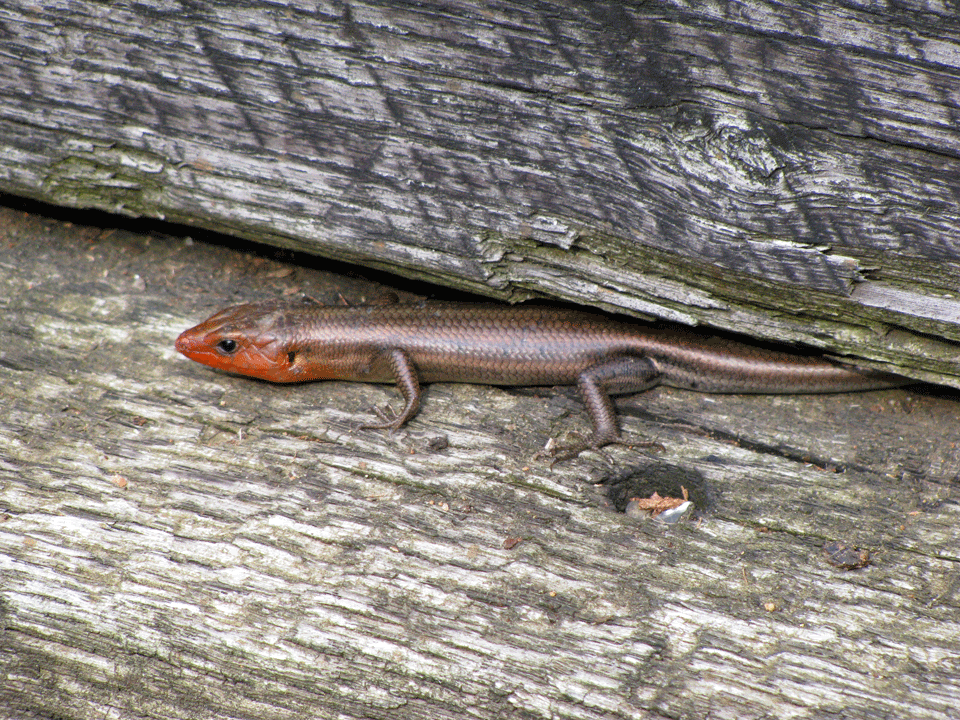 Male-5-Lined-Skink5.gif