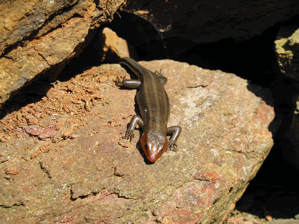 Male-5-Lined-Skink6.gif