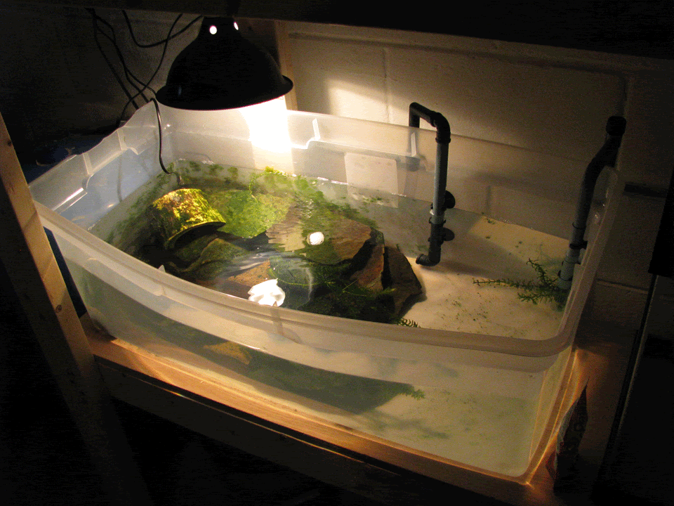Turtle-Tub2-1.gif