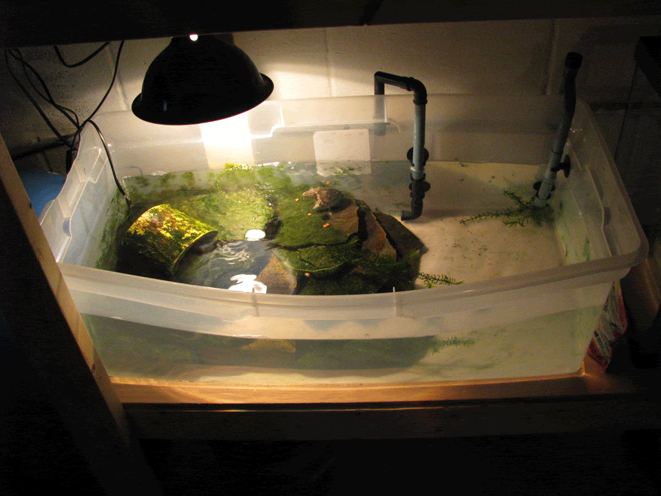 Turtle-Tub3.gif