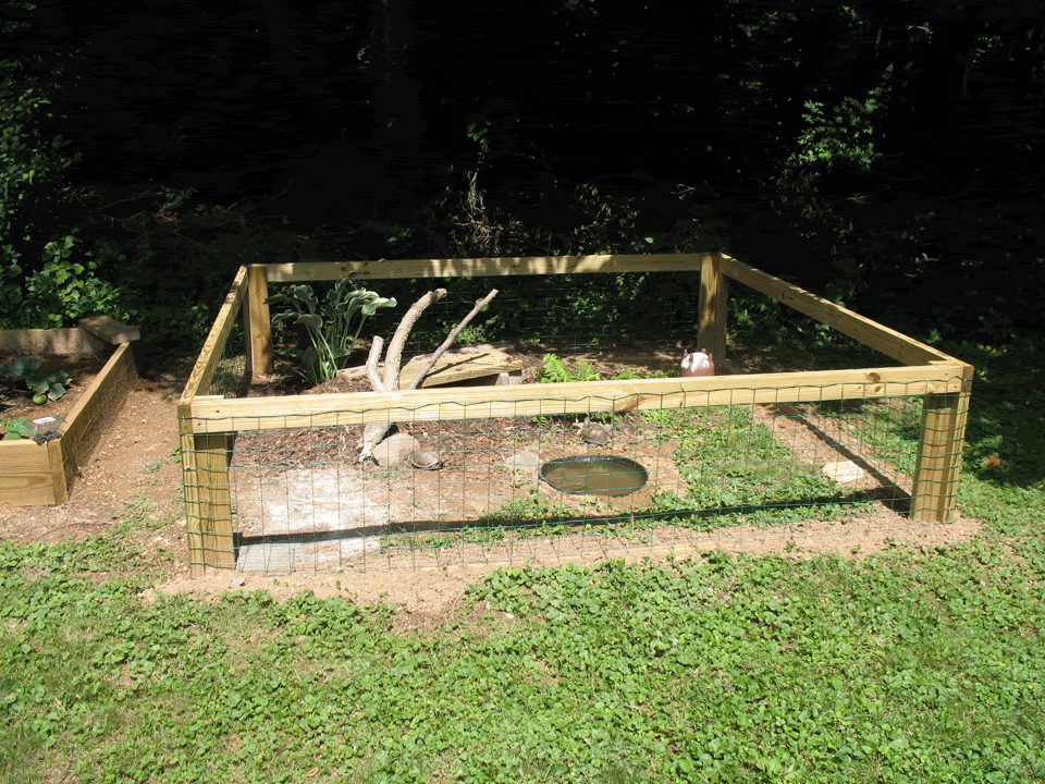 Turtle-Pen3.gif