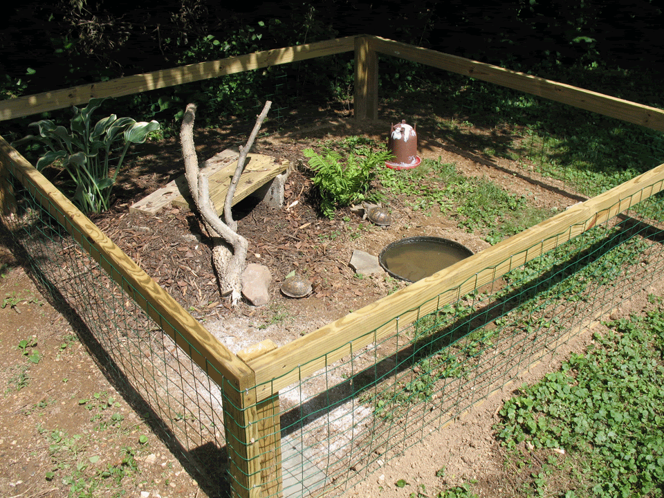 Turtle-Pen4.gif