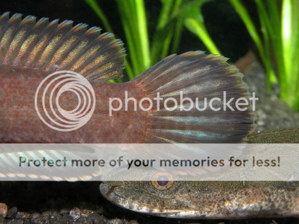 bichirs4.jpg