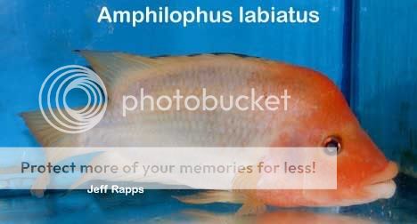 labiat21.jpg