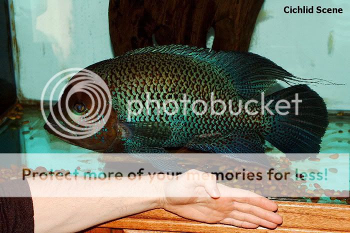 post-327-1130018818.jpg
