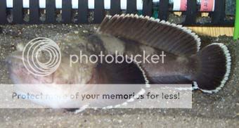 PrehistoricMonsterFish.jpg