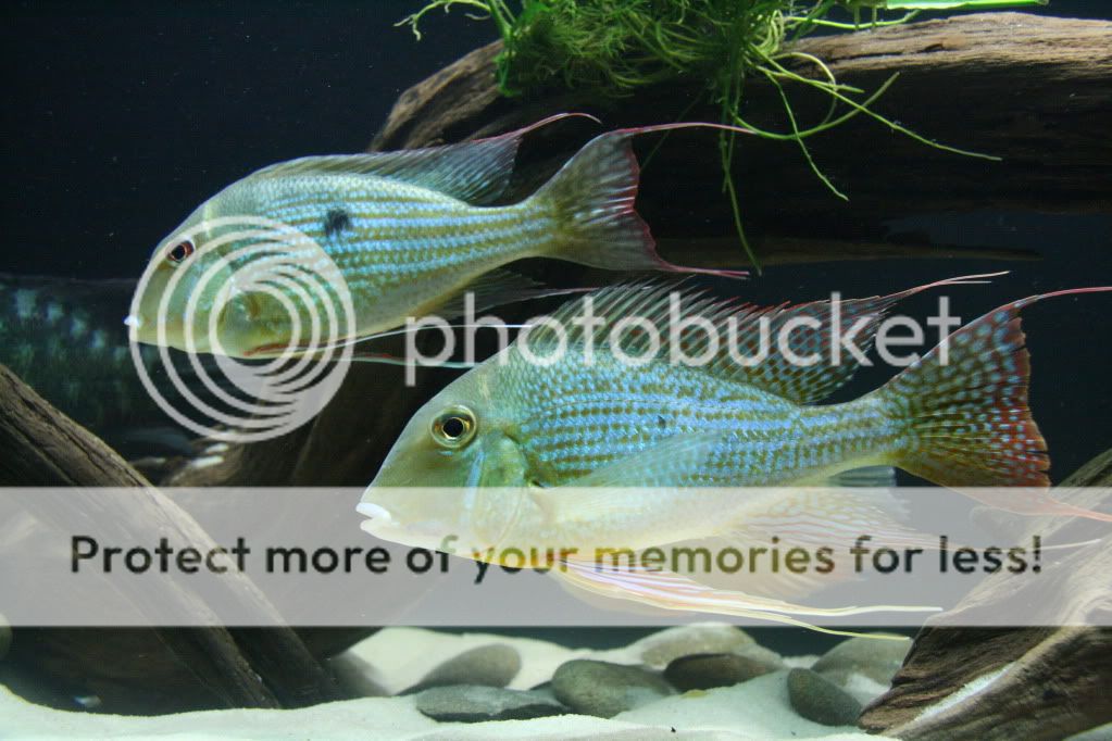 Geophagus_altifrons_manaus_11270-1.jpg