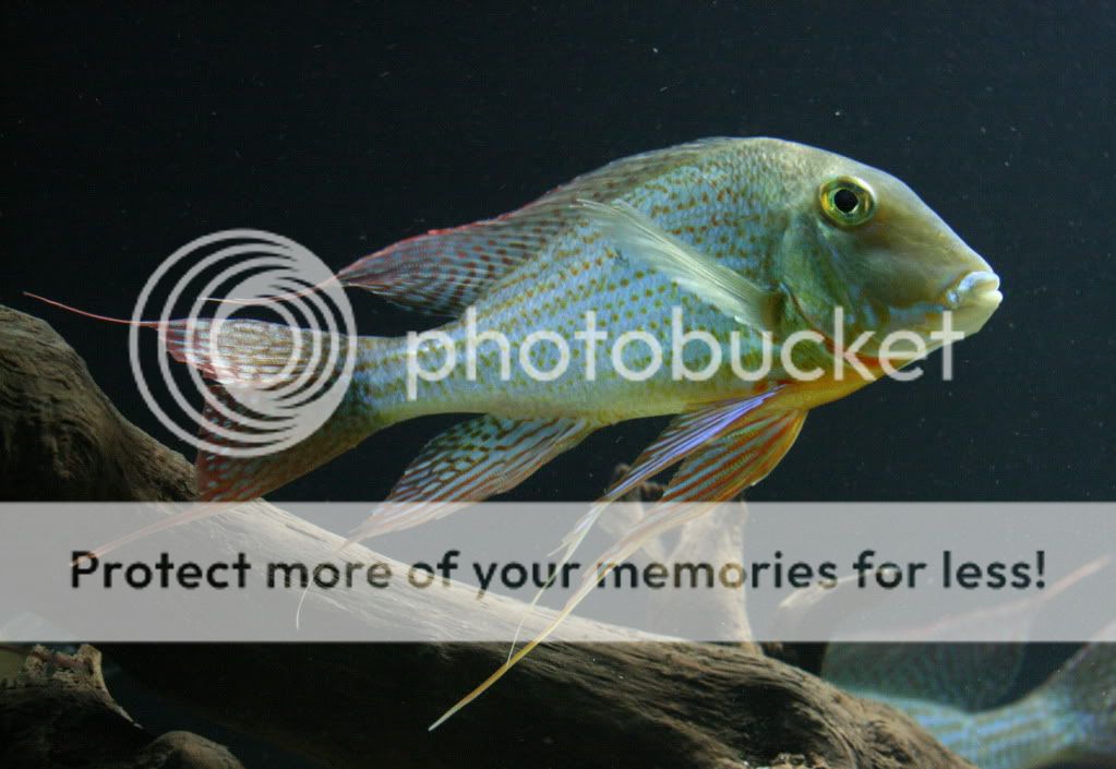 Geophagus_altifrons_manaus_11270-2.jpg