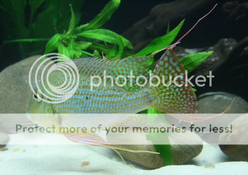 Geophagus_altifrons_manaus_11270-3.jpg