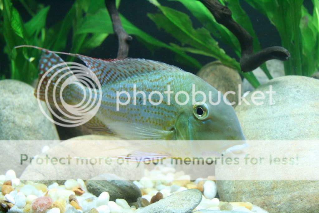 Geophagus_altifrons_manaus_11270-4.jpg