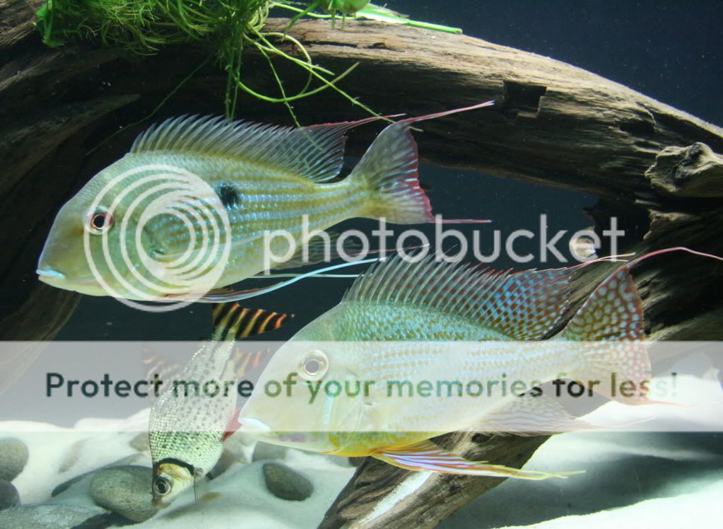 Geophagus_altifrons_manaus_11270-5.jpg