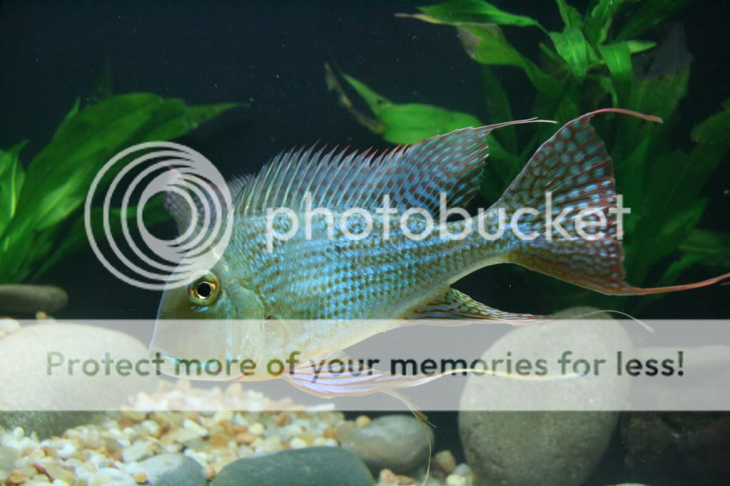 Geophagus_altifrons_manaus_11270-6.jpg