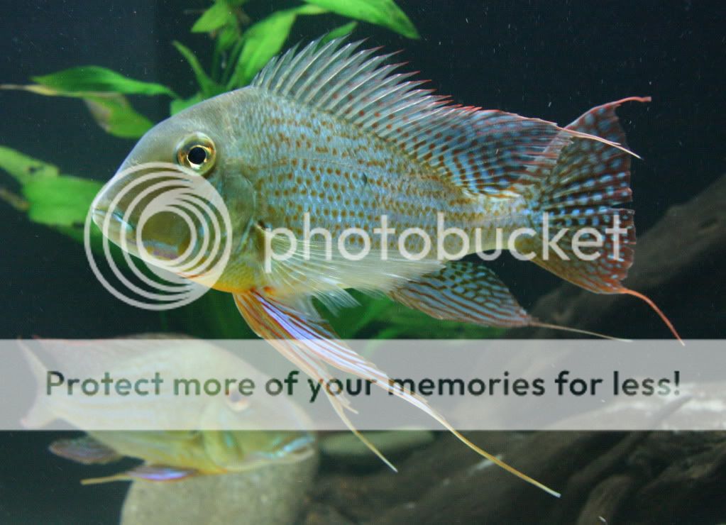 Geophagus_altifrons_manaus_11270-7.jpg
