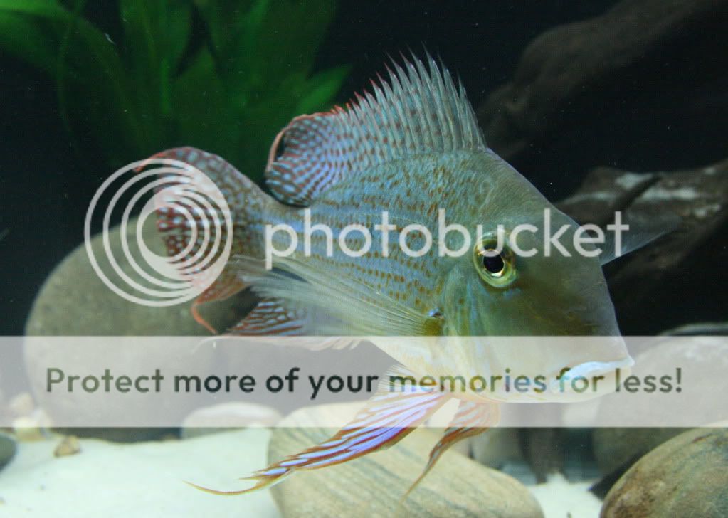 Geophagus_altifrons_manaus_11270-8.jpg
