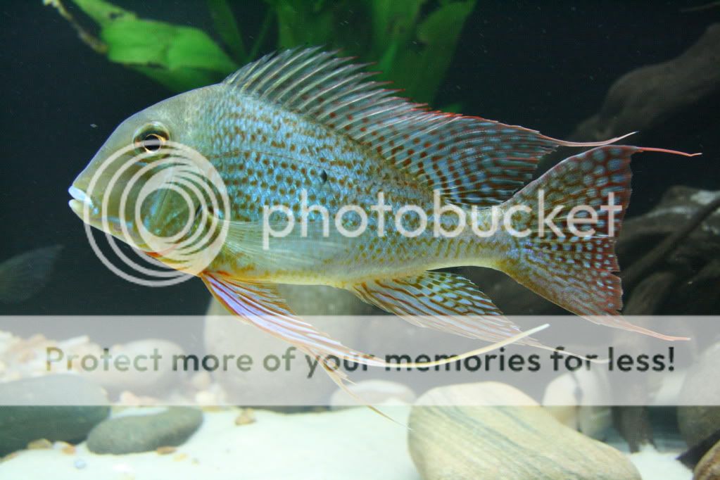 Geophagus_altifrons_manaus_11270-9.jpg