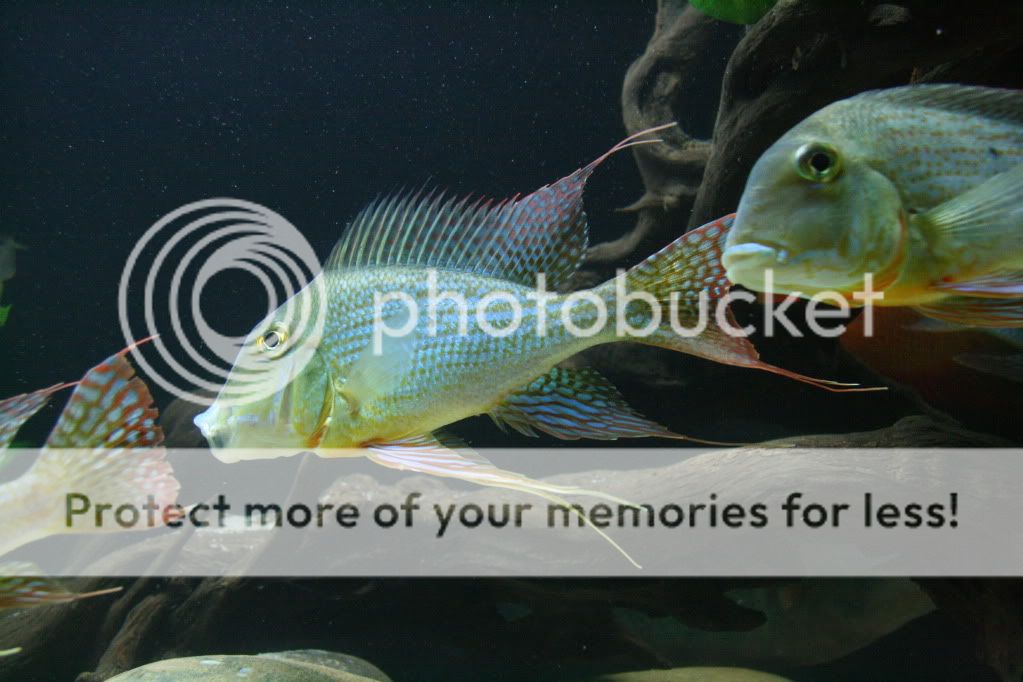 Geophagus_altifrons_manaus_112709_0.jpg