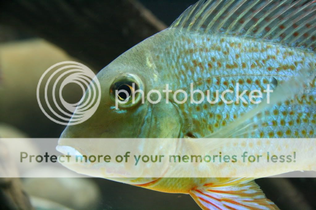 Geophagus_altifrons_manaus_112709_1.jpg