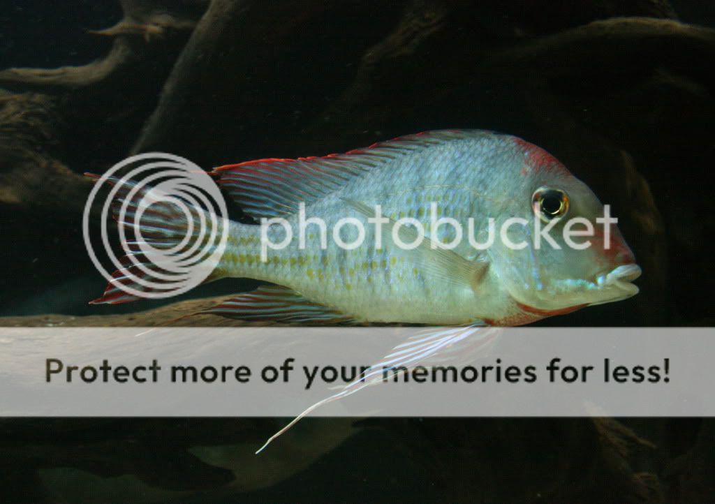 Geophagus_tapajos_112709_01.jpg