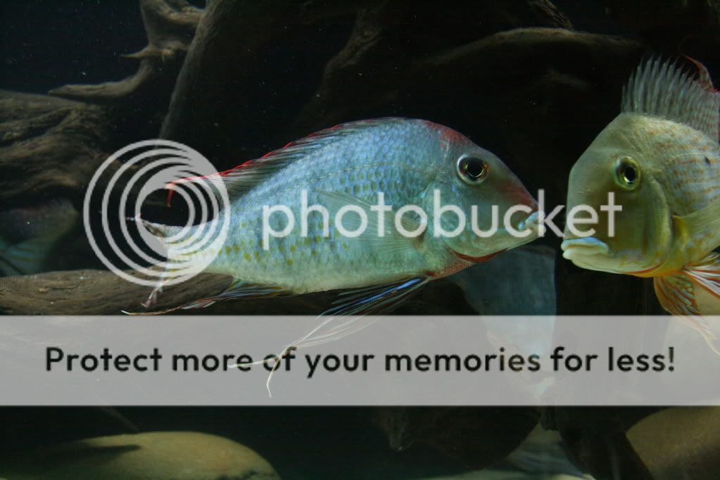 Geophagus_tapajos_112709_02.jpg