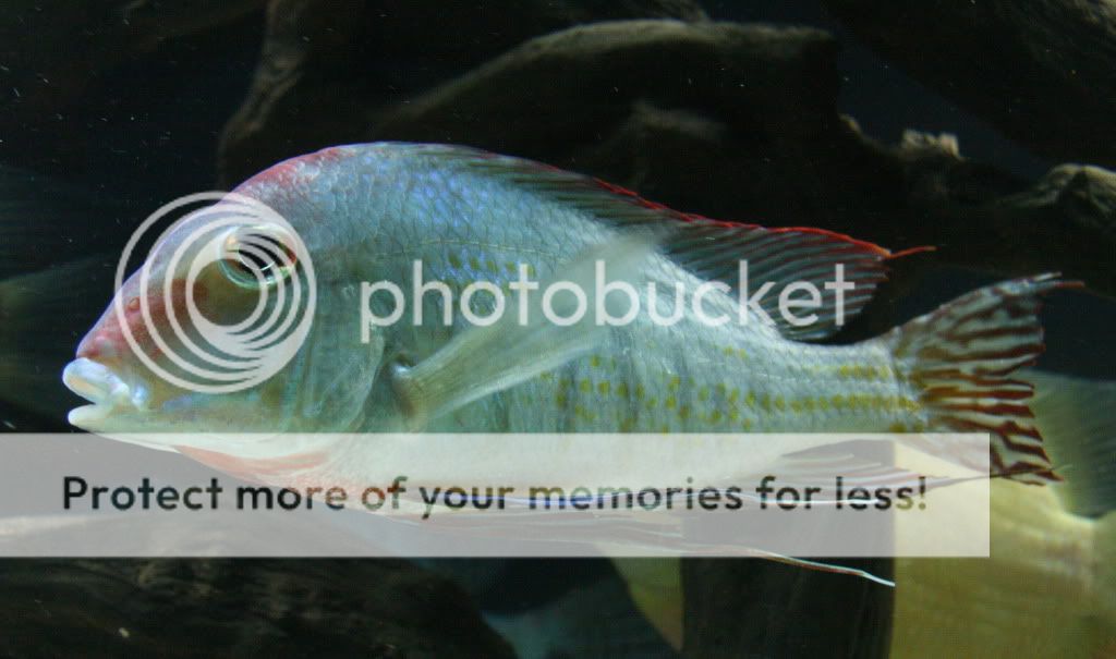 Geophagus_tapajos_112709_03.jpg