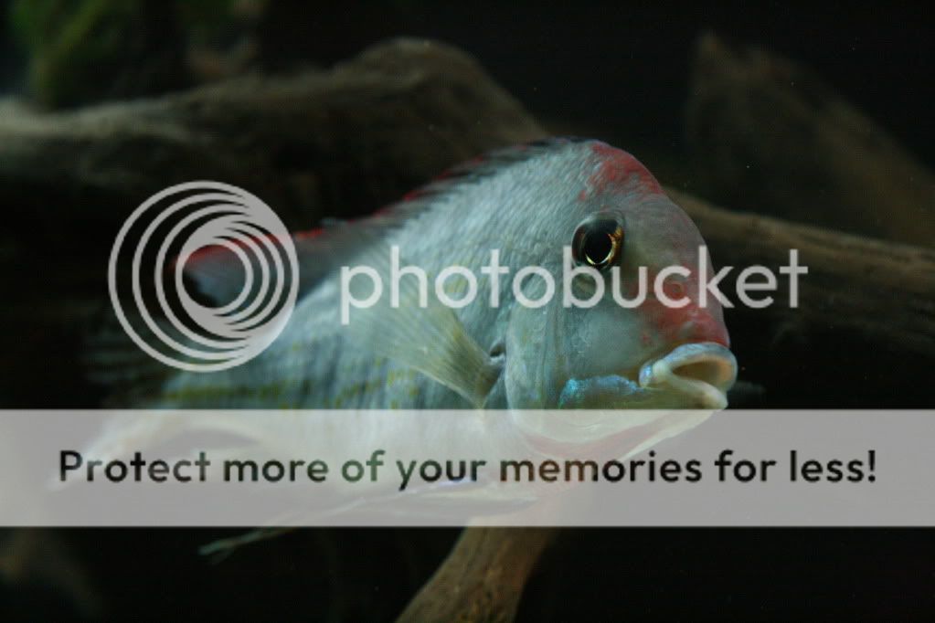 Geophagus_tapajos_112709_04.jpg