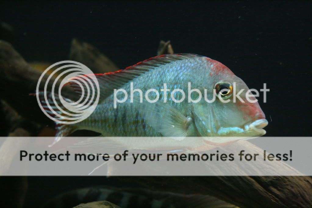 Geophagus_tapajos_112709_05.jpg