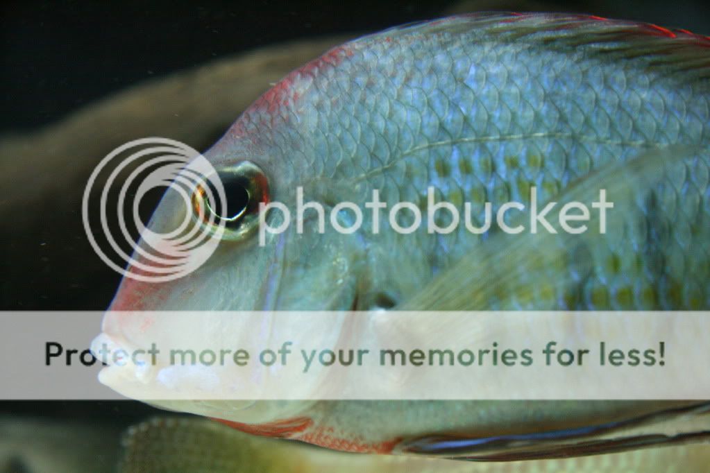 Geophagus_tapajos_112709_06.jpg