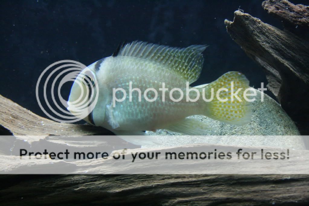 Guianacara_caroni_112709_02.jpg