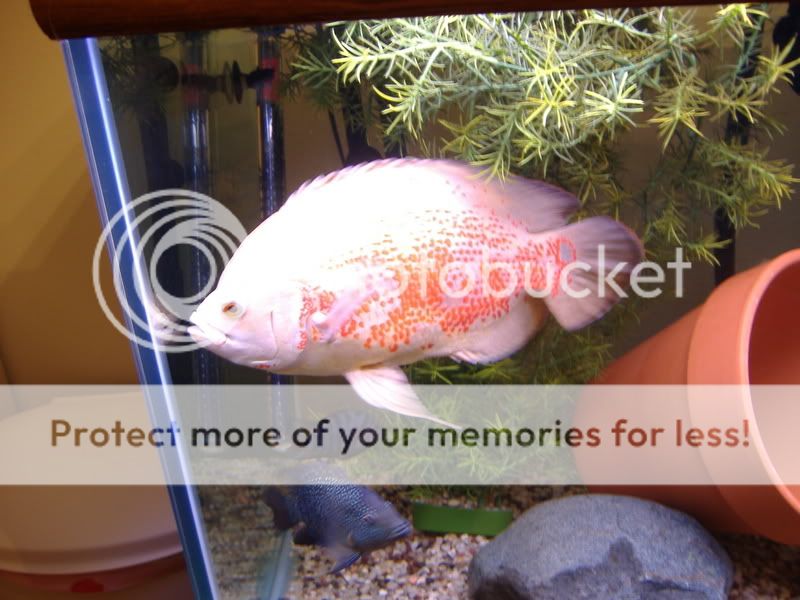 DSCF1317.jpg