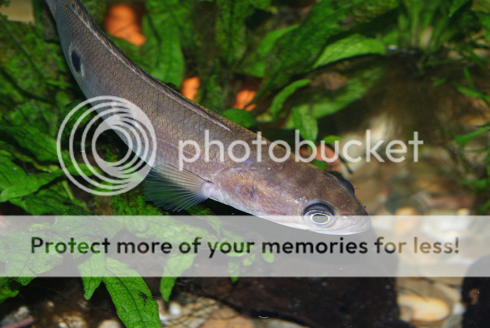 Channa_Pleurophtalma011.jpg