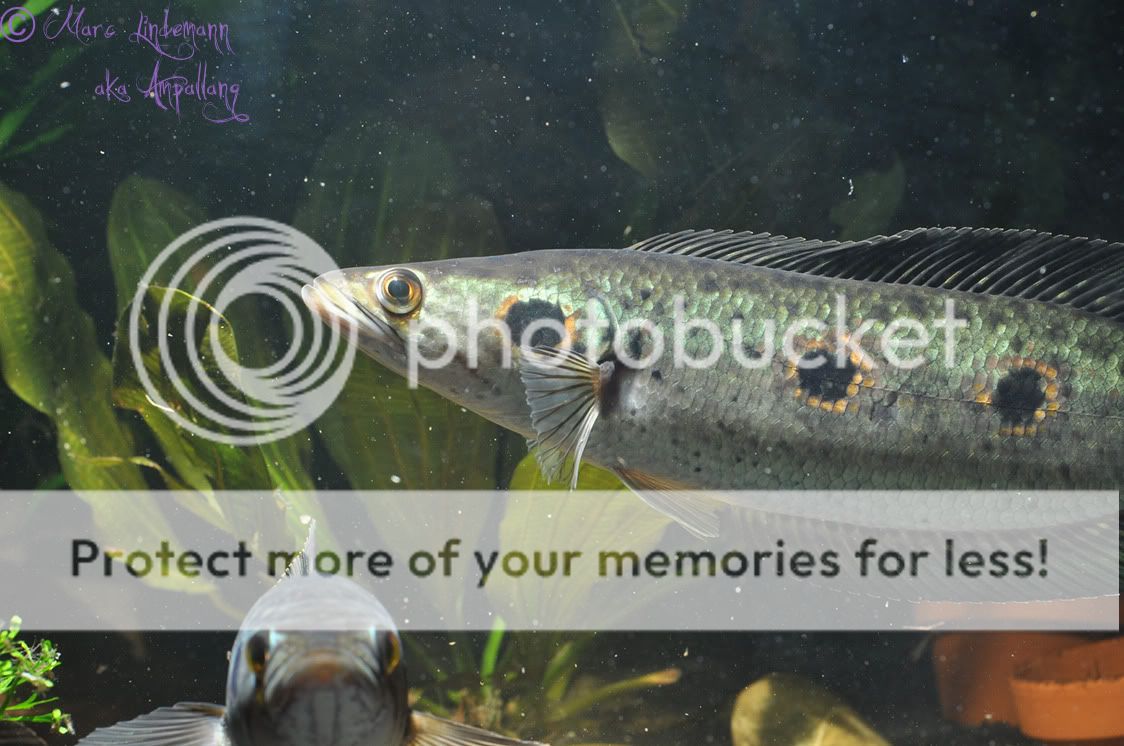Channa_Pleurophthalma-007.jpg