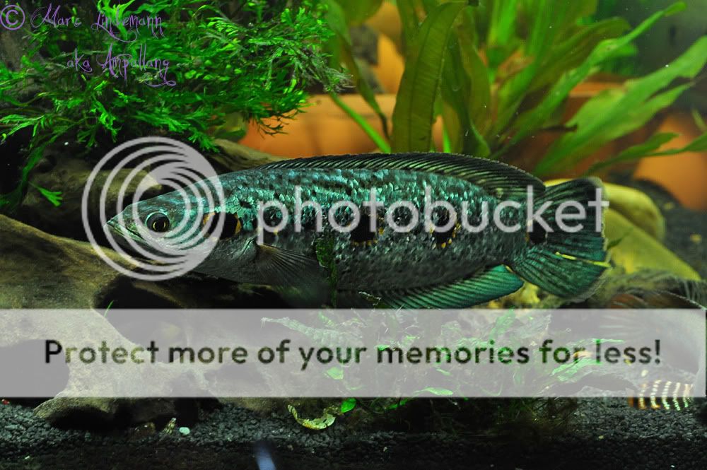 Channa_Pleurophthalma-009.jpg