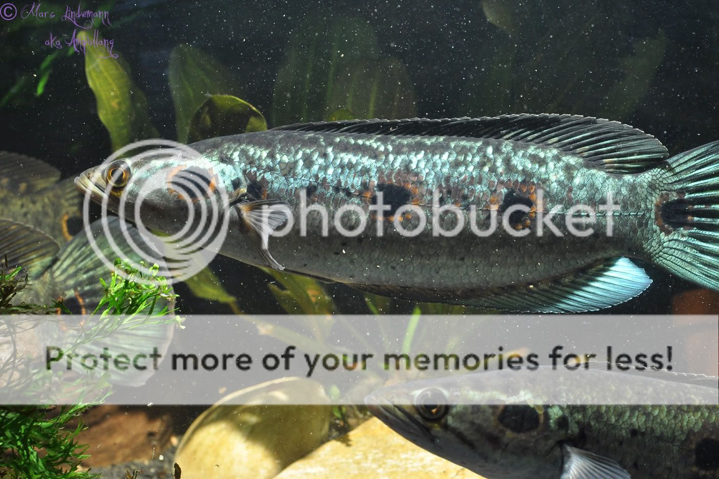 Channa_Pleurophthalma-020.jpg