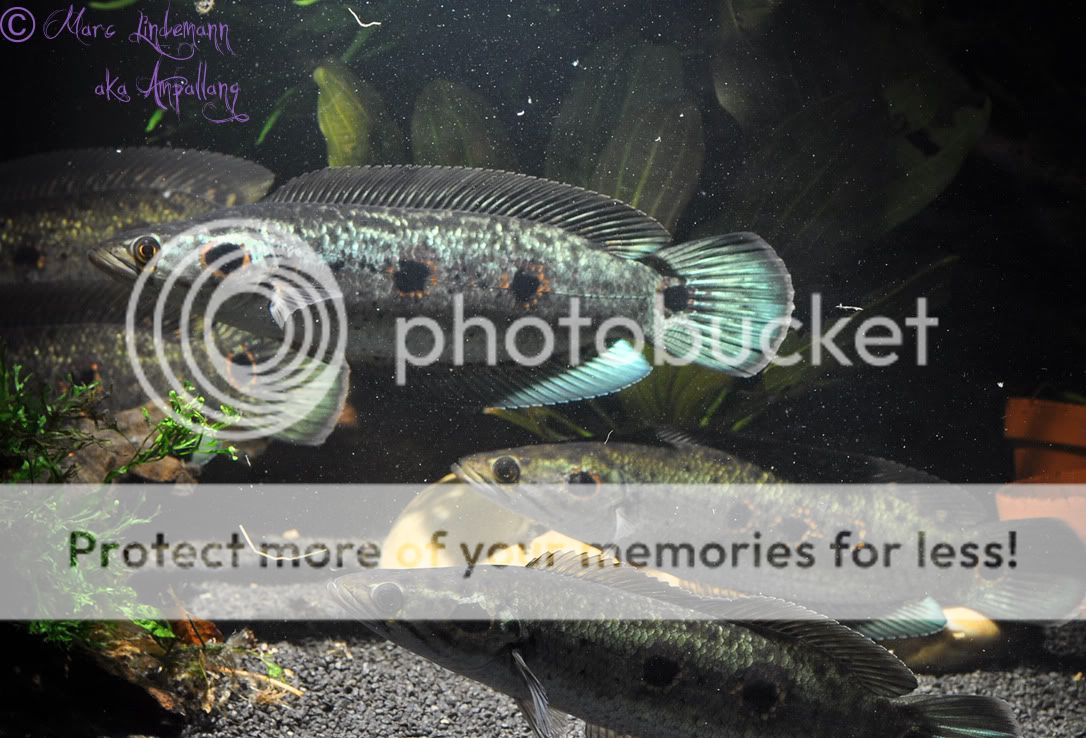 Channa_Pleurophthalma-021.jpg