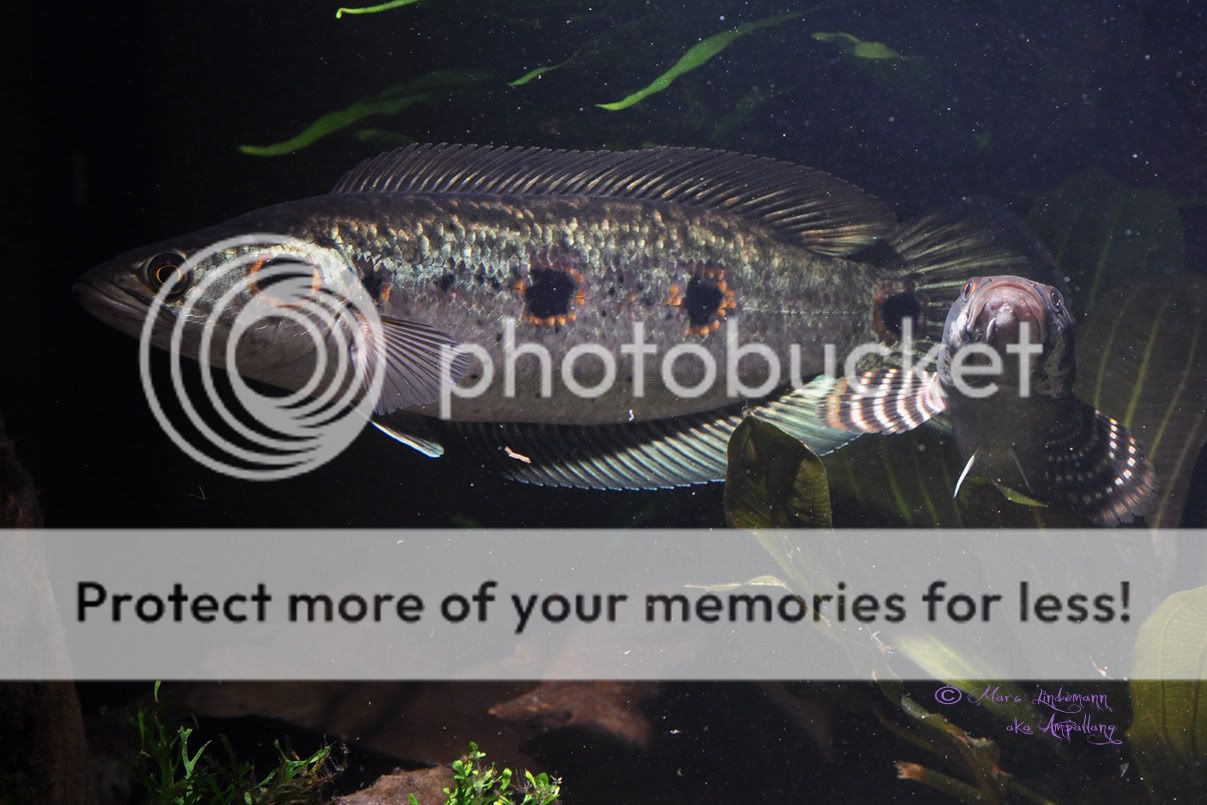 Channa_Pleurophthalma-031.jpg