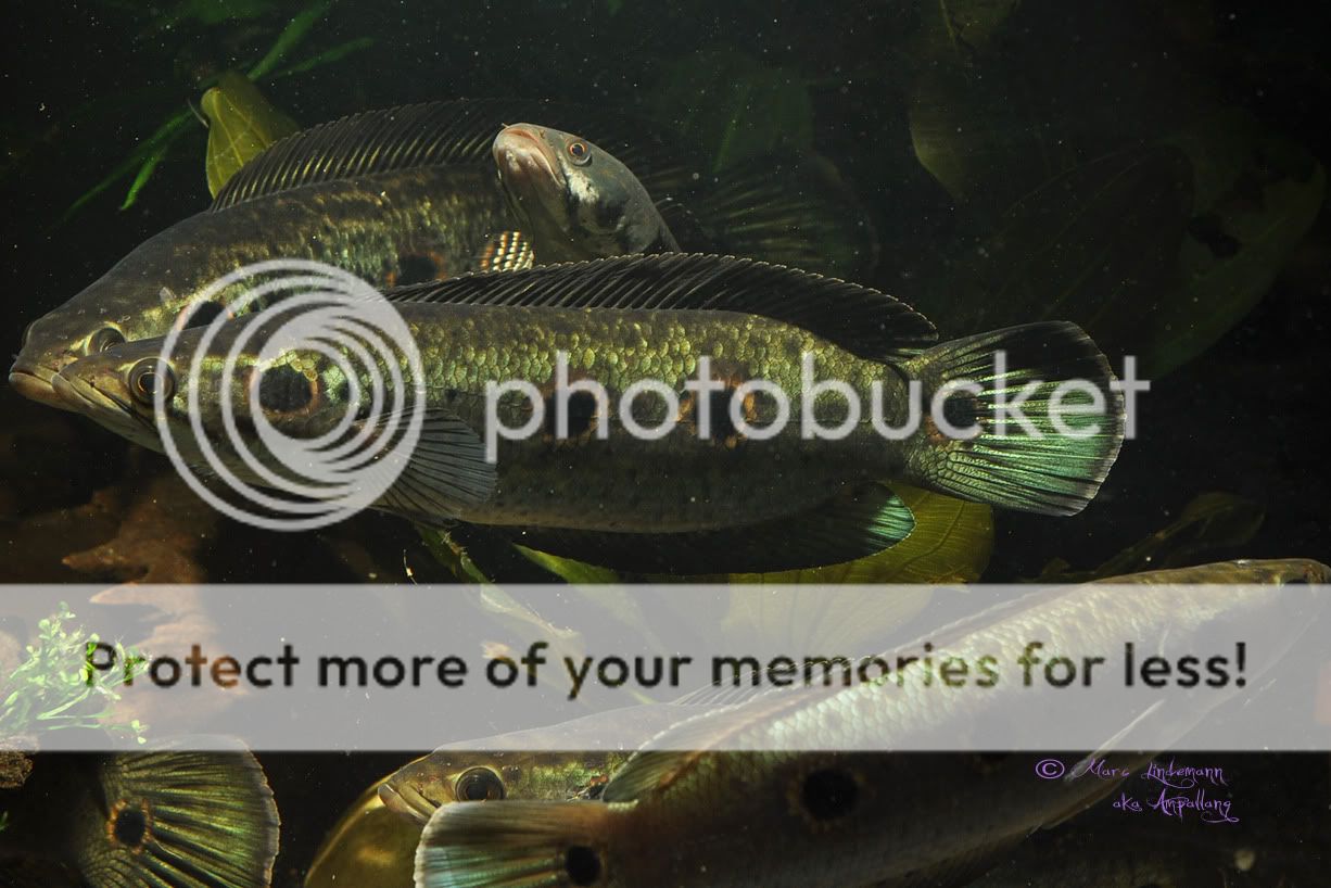 Channa_Pleurophthalma-033.jpg