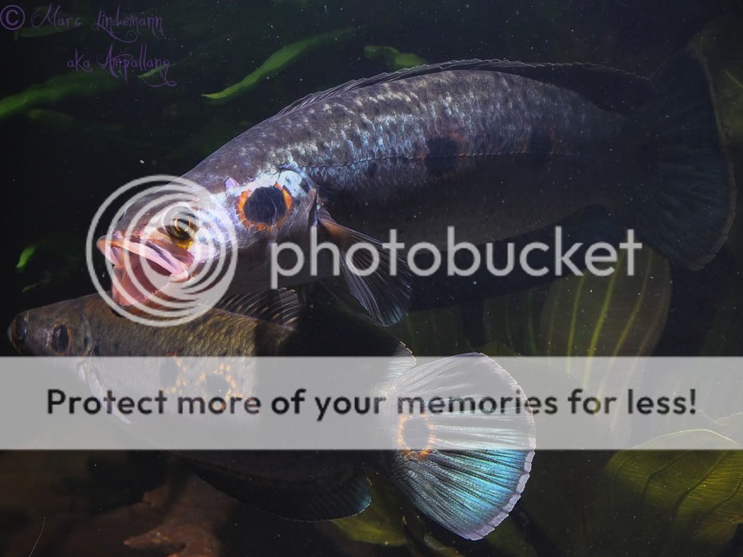 Channa_Pleurophthalma-052.jpg