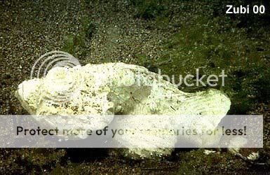Scorpaenopsis.jpg