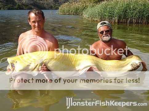 giantcatfish.jpg