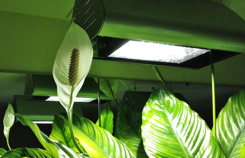 Spathiphyllumflower_zpsf65b6582.jpg