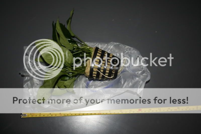 anubiasnana.jpg