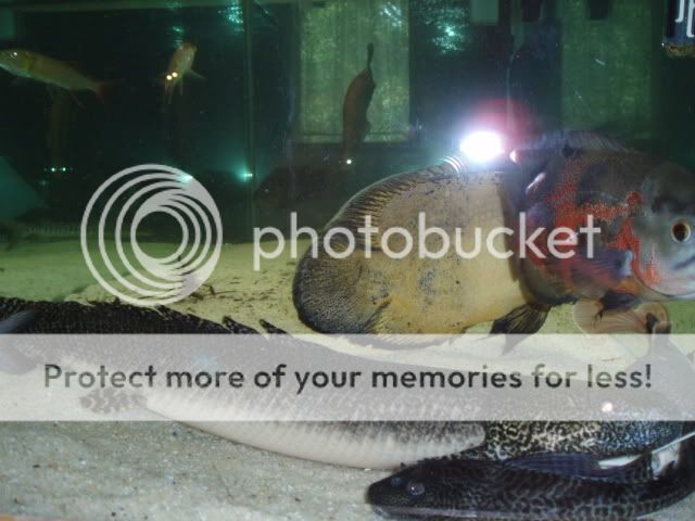 ORNATEBICHER1.jpg