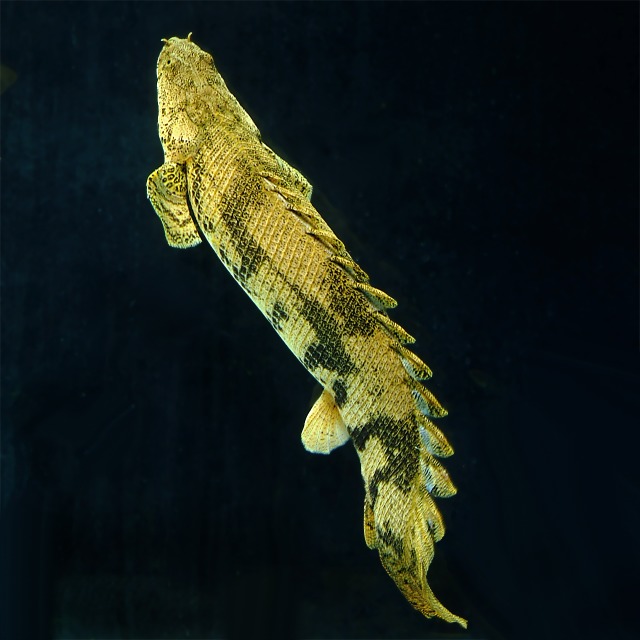 DSCF0023-1.JPG