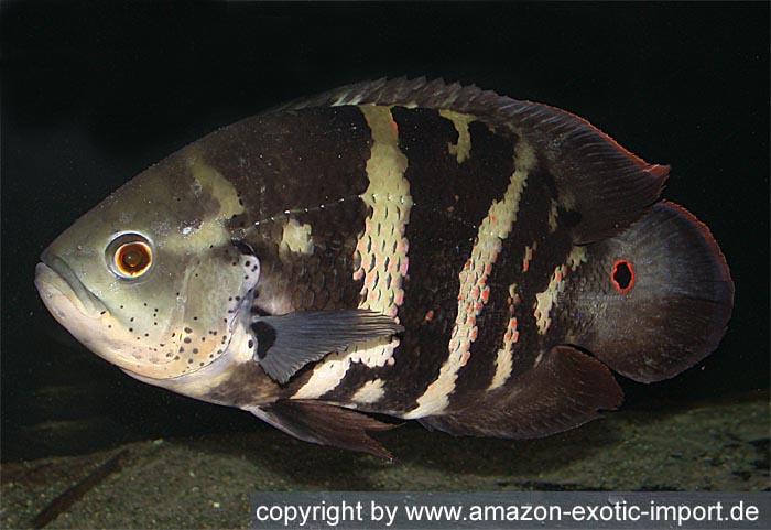 Astronotus%20cf.%20orbiculatus%20black%20araguaia_1.jpg